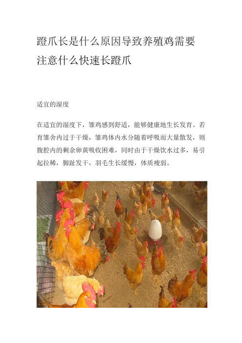 蹬爪长是什么原因导致养殖鸡需要注意什么快速长蹬爪