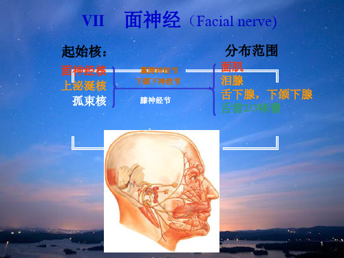 面神经解剖.pptxppt课件