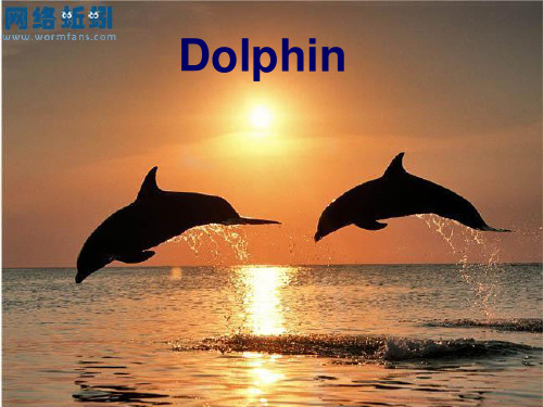 海豚英语介绍 dolphin presentation PPT课件