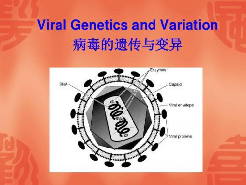 病毒的遗传与变异