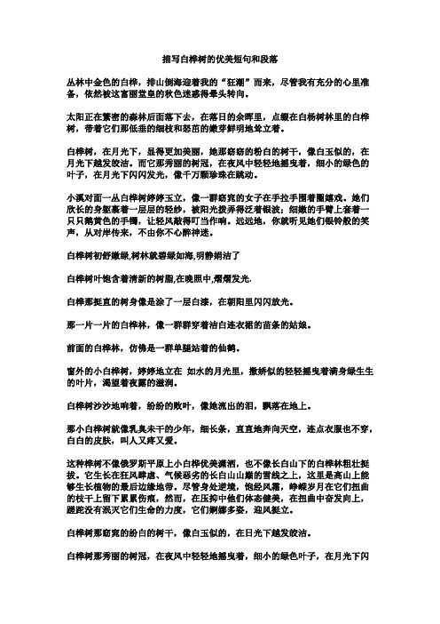 描写白桦树的优美短句和段落