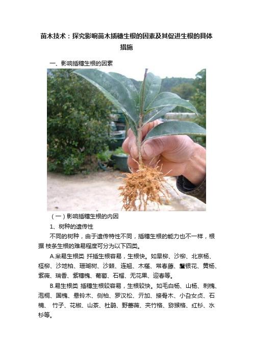 苗木技术：探究影响苗木插穗生根的因素及其促进生根的具体措施