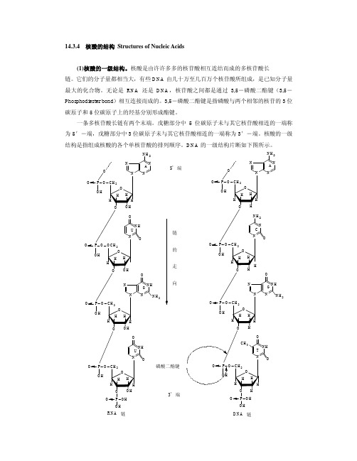 核酸的结构