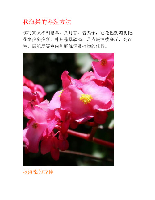 秋海棠的养殖方法