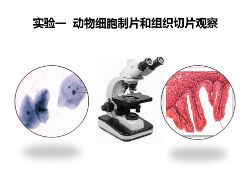 实验1 动物细胞制片和组织切片观察