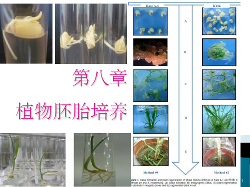 植物的胚胎培养