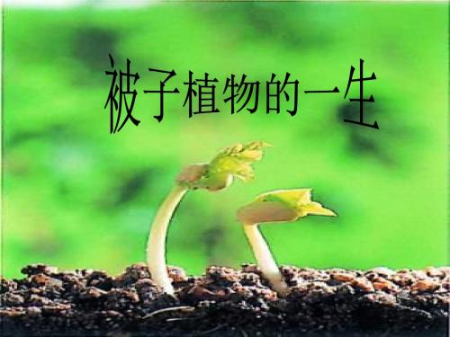 【初中生物】被子植物的一生PPT课件