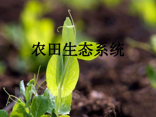 农田生态系统