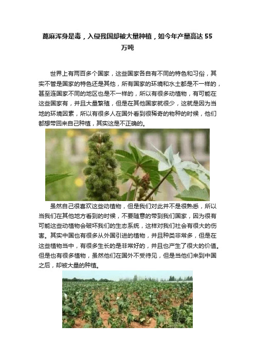 蓖麻浑身是毒，入侵我国却被大量种植，如今年产量高达55万吨