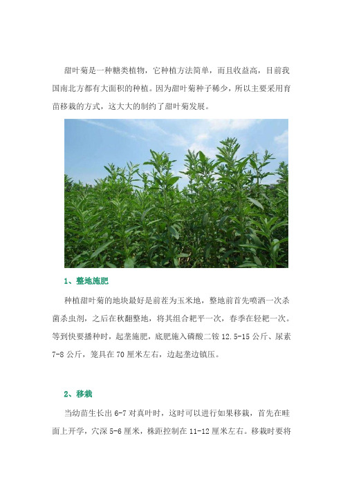 中药材甜叶菊移栽以及田间管理技术