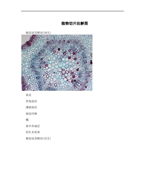 植物切片注解图