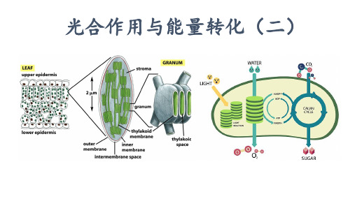 高中生物人教版必修1    光合作用与能量转换