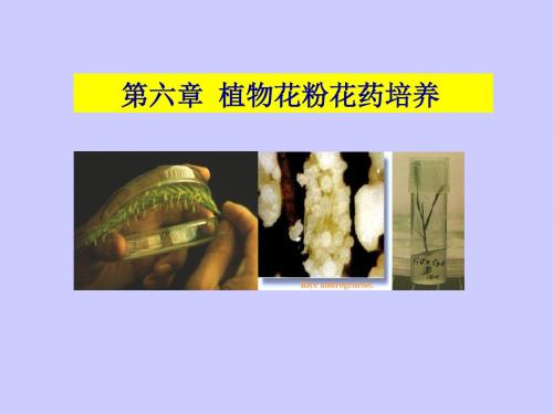 第六章植物花粉花药培养-PPT精品文档39页