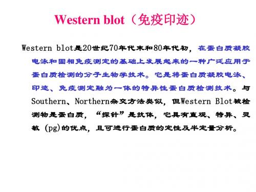 Western blot实验步骤