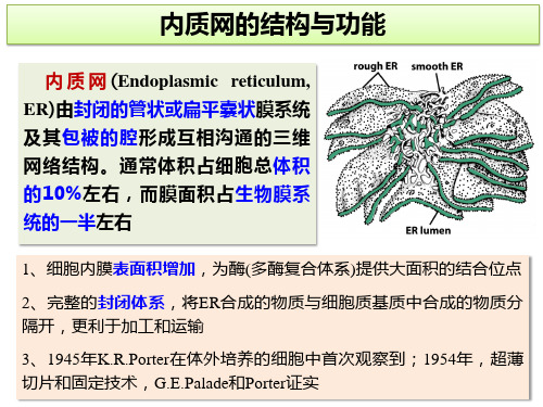 2023年高中生物竞赛课件：内质网的结构和功能