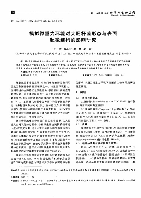 模拟微重力环境对大肠杆菌形态与表面超微结构的影响研究