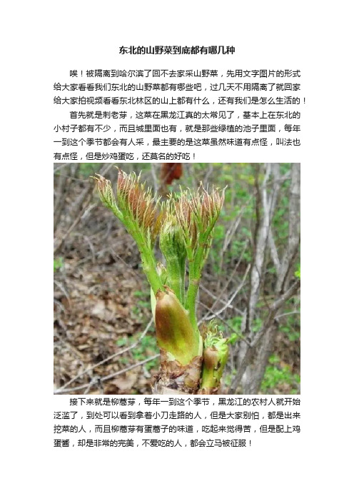 东北的山野菜到底都有哪几种