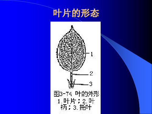 一般植物叶的组成和形态[精选文档]