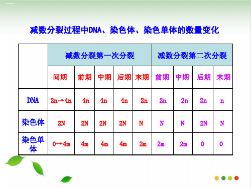 减数分裂过程中DNA、染色体、染色单体的数量变化