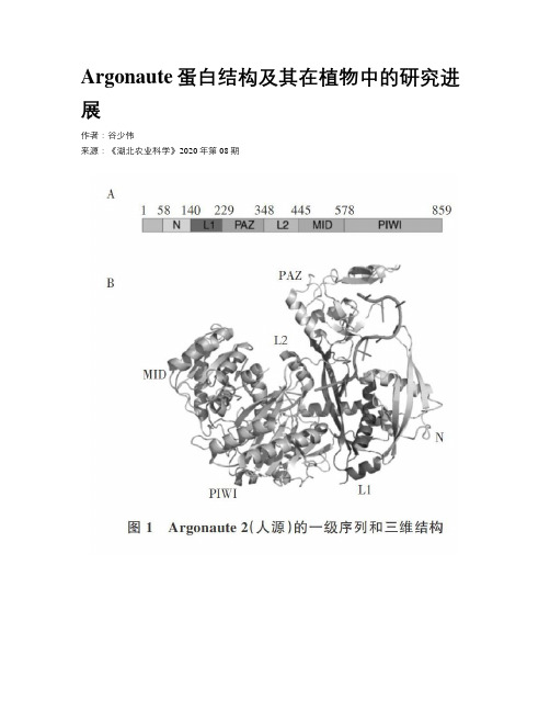 Argonaute蛋白结构及其在植物中的研究进展