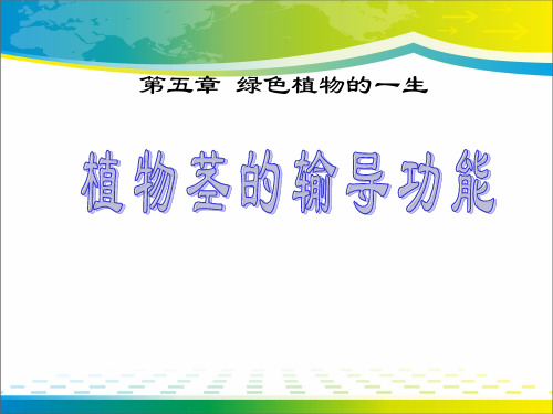 《植物茎的输导功能》PPT课件【完美版课件】
