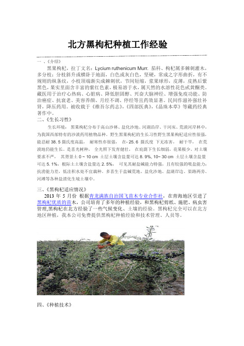 北方黑枸杞种植工作经验