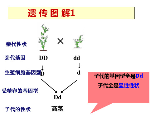 遗传图解1