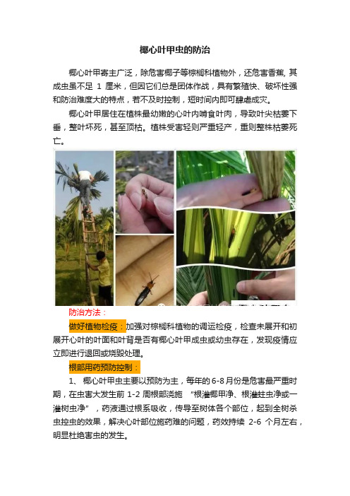椰心叶甲虫的防治