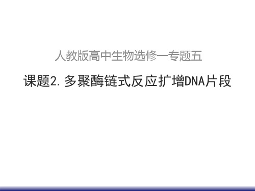 人教2003课标版高中生物选修1专题5课题2 多聚酶链式反应扩增DNA片段(共17页)