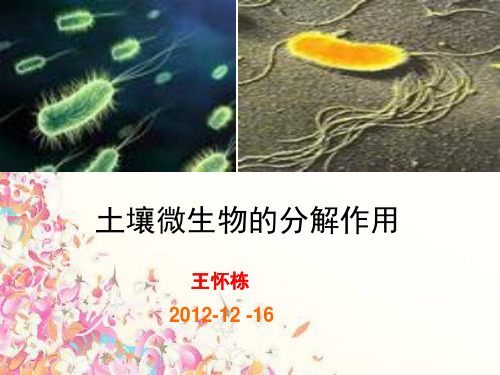 土壤微生物的分解作用(课堂PPT)