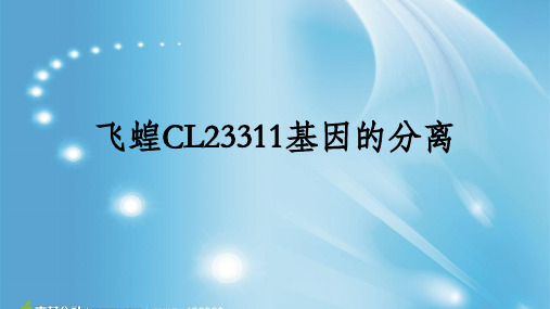 飞蝗CL23311基因的分离