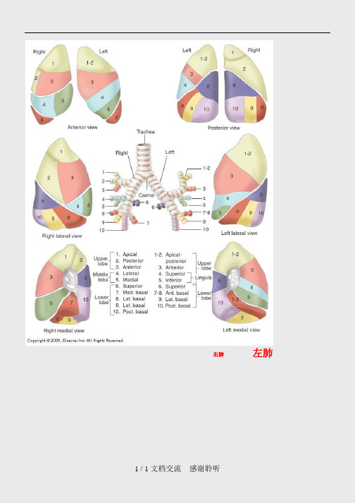 肺叶分段口诀(建议收藏)