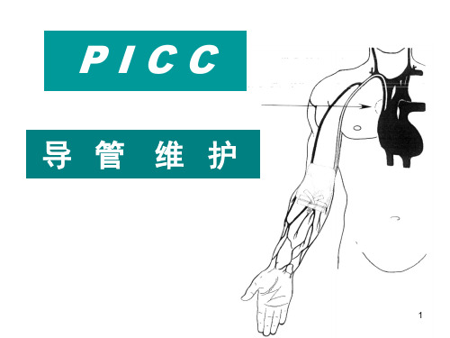 PICC导管维护ppt课件