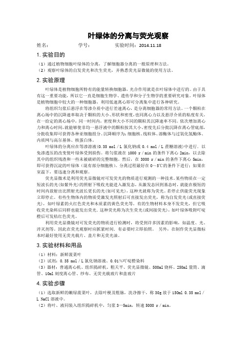 叶绿体的分离与荧光观察