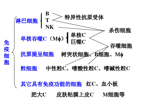 免疫2.T与B细胞