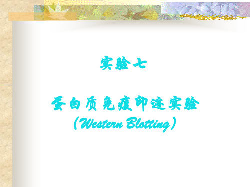 实验七蛋白质免疫印迹实验WesternBlotting