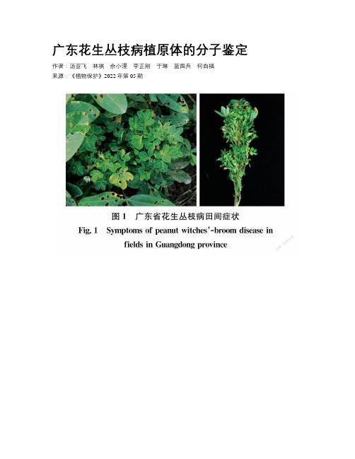 广东花生丛枝病植原体的分子鉴定