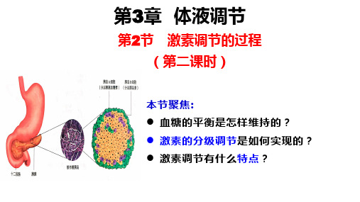 3-2激素调节的过程-高二生物同步精讲课件