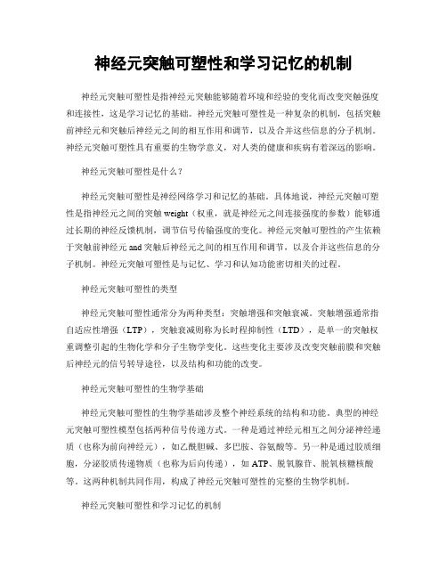 神经元突触可塑性和学习记忆的机制