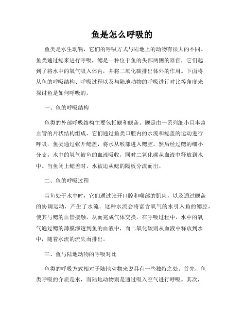 鱼是怎么呼吸的