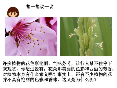 开花和结果PPT课件66