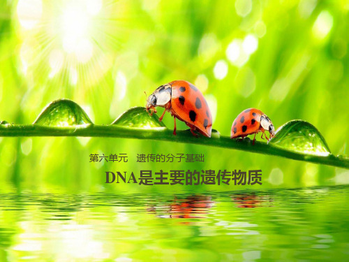 [优选]高中生物人教版《DNA是主要的遗传物质》优质-公开课PPT