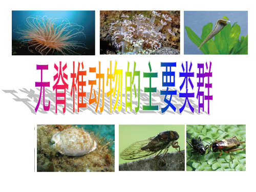 济南版生物七年级上册第二单元第二章第一节无脊椎动物的主要类群