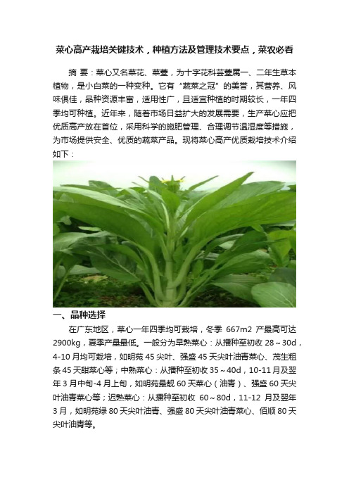 菜心高产栽培关键技术，种植方法及管理技术要点，菜农必看