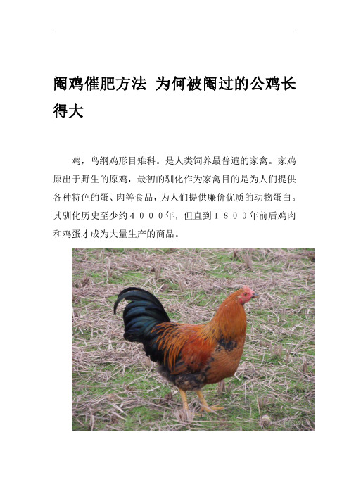 阉鸡催肥方法 为何被阉过的公鸡长得大