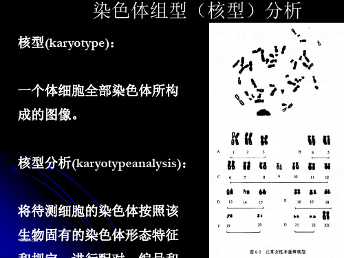 核型分析_精品文档