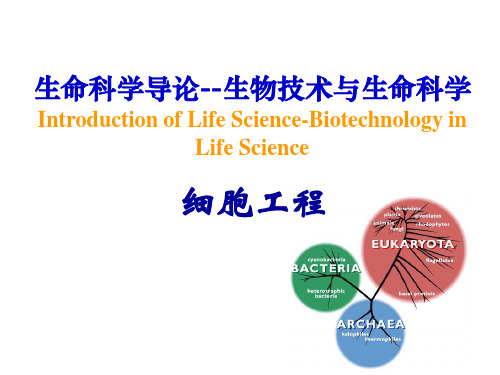 生命科学导论——细胞工程(2020年版)