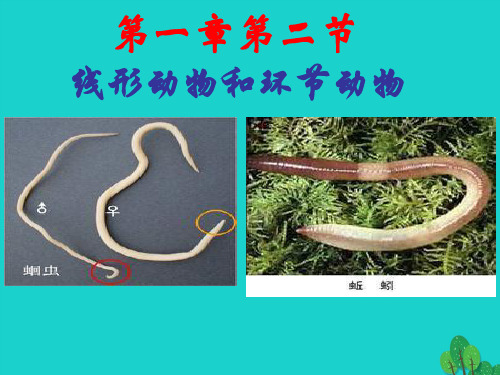 八年级生物上册5.1.2线形动物和环节动物