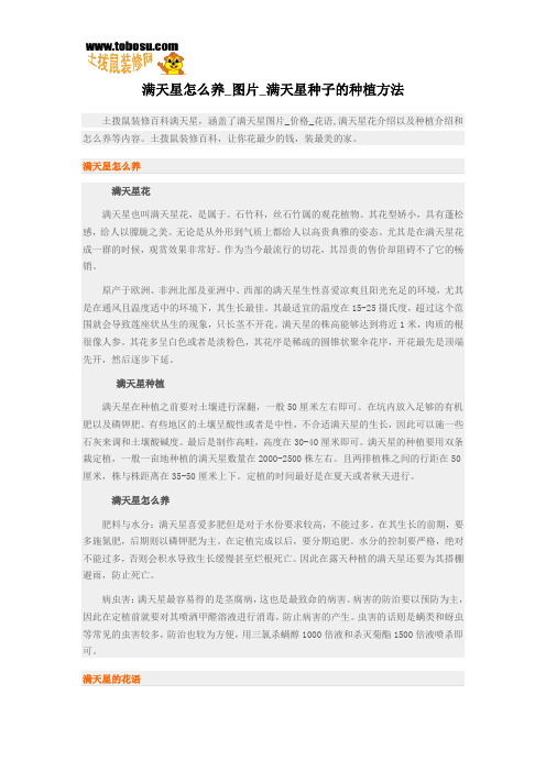 满天星怎么养_图片_满天星种子的种植方法