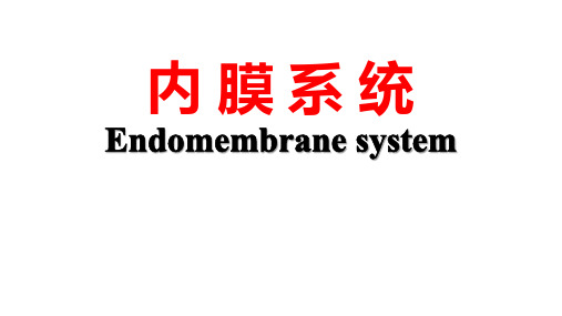 细胞生物学PPT课件 内膜系统 内质网